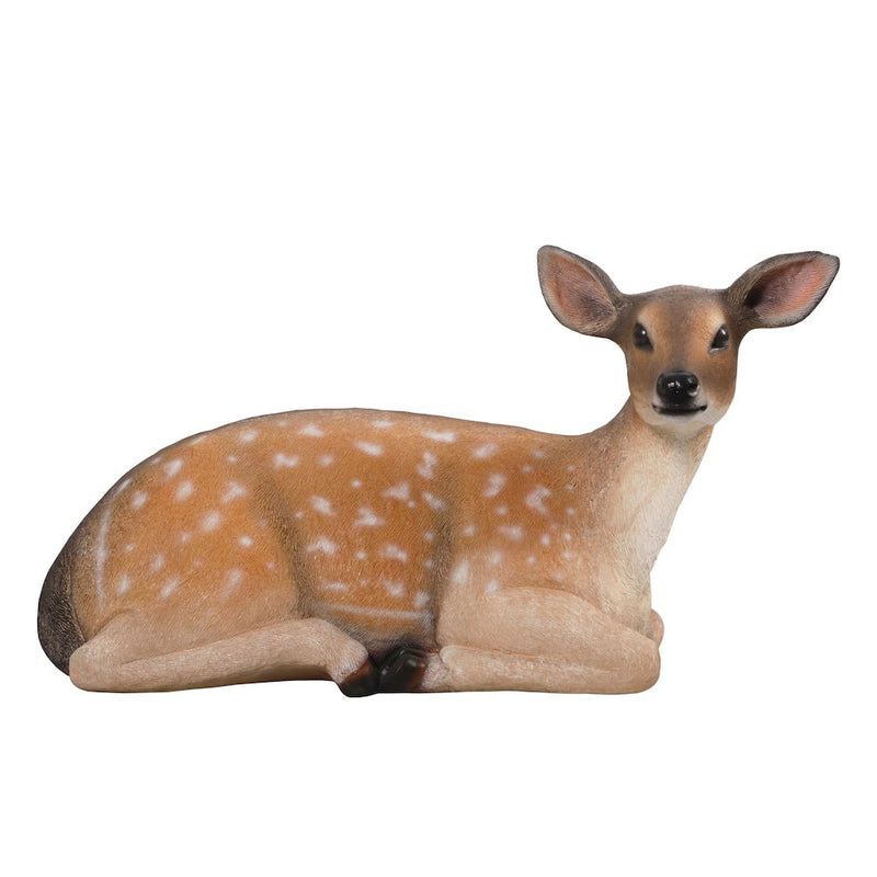 Fallow Deer Fawn Lying Down