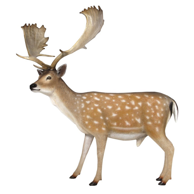 Fallow Deer Buck